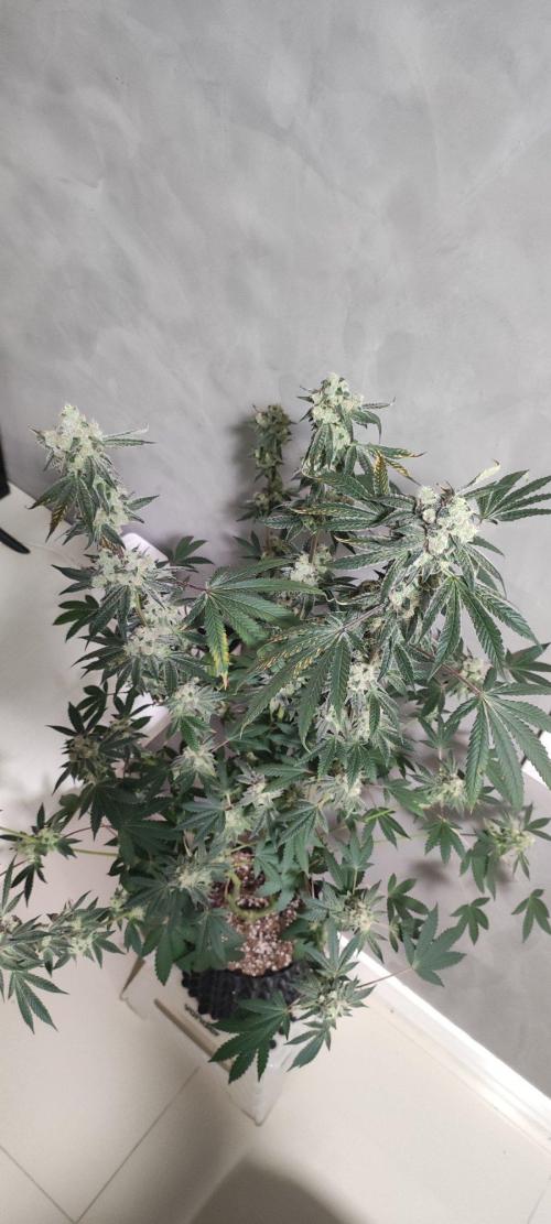 Grape Pie. Week 13