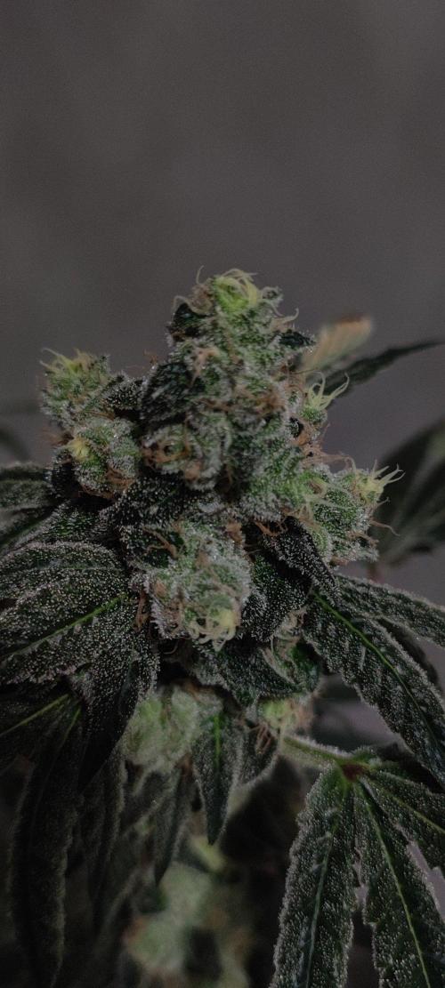 Grape Pie. Week 13