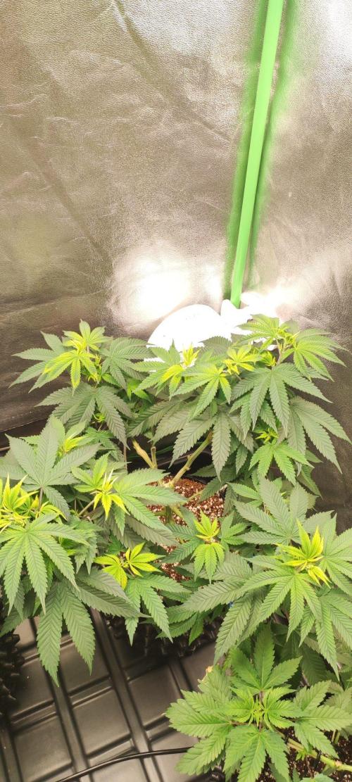 Peach Buddha CBD 🍑. Week 6