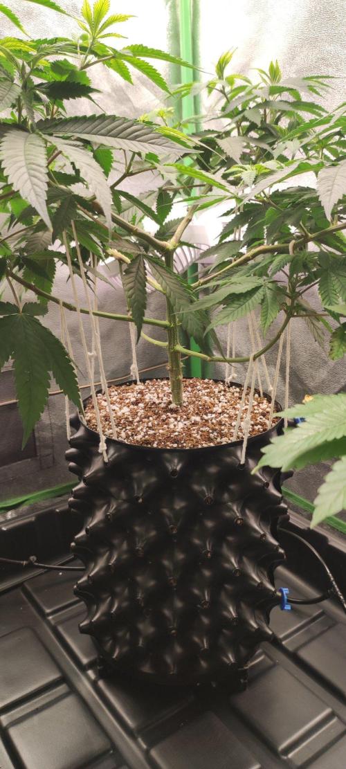Peach Buddha CBD 🍑. Week 6
