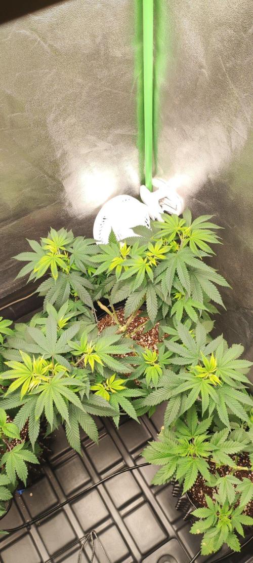 Peach Buddha CBD 🍑. Week 6