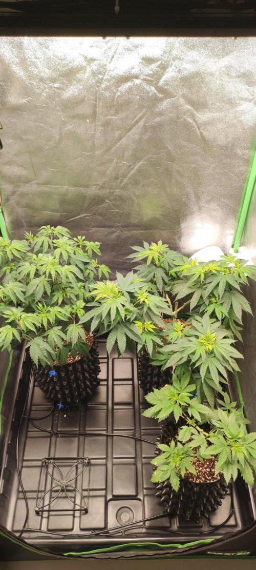 Peach Buddha CBD 🍑. Week 6