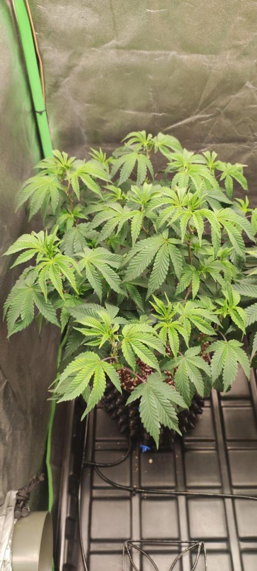 Grape Pie 🍇 *Clone/1. Week 6