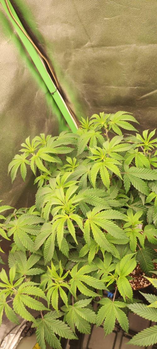 Grape Pie 🍇 *Clone/1. Week 6