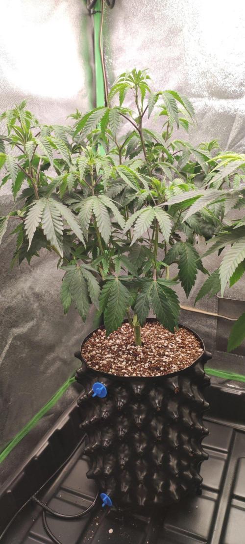Grape Pie 🍇 *Clone/1. Week 6