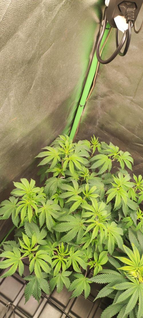 Grape Pie 🍇 *Clone/1. Week 6