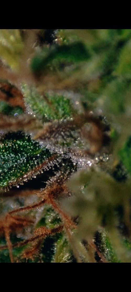 Grateful end OG. Week 12