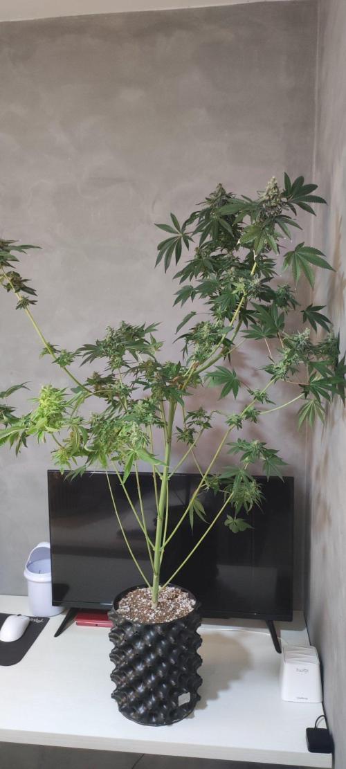 Blue Zushi. Week 12