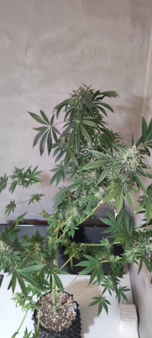 Blue Zushi. Week 12