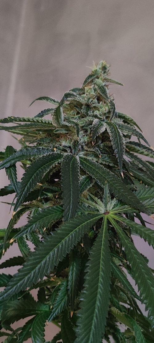 Blue Zushi. Week 12