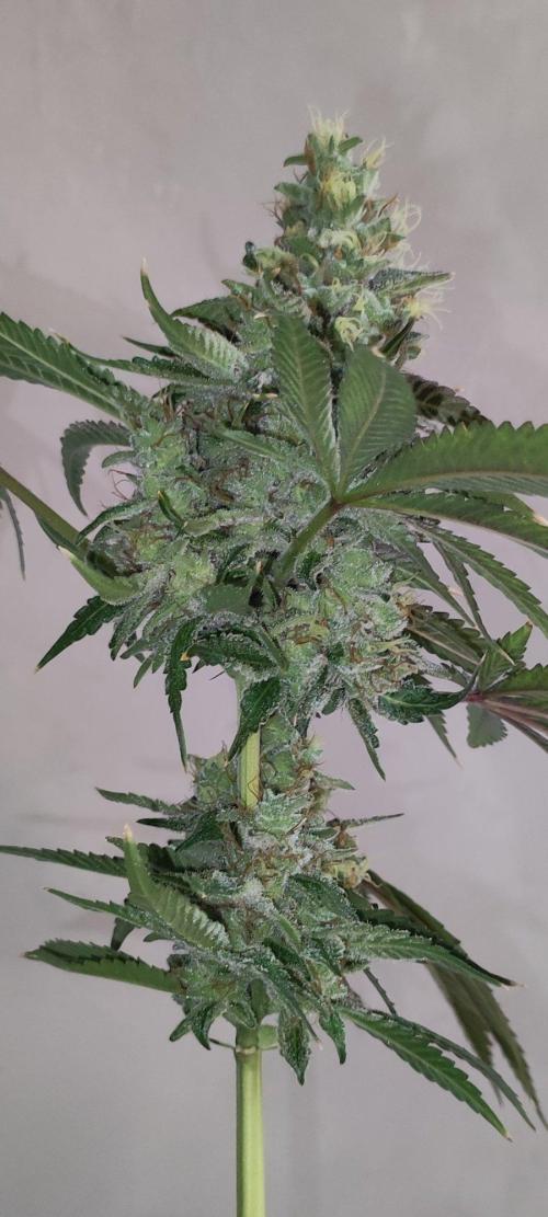 Blue Zushi. Week 12