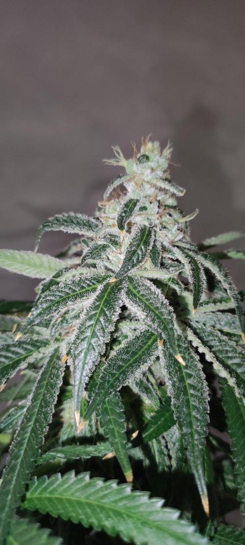 Blue Zushi. Week 12
