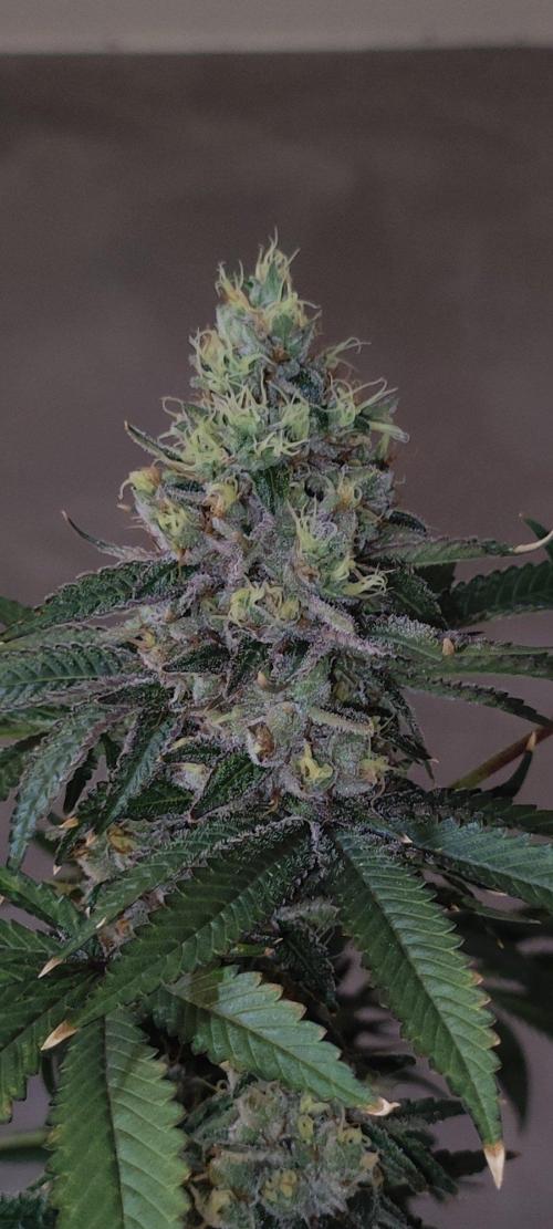 Blue Zushi. Week 12