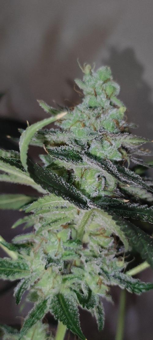 Blue Zushi. Week 12