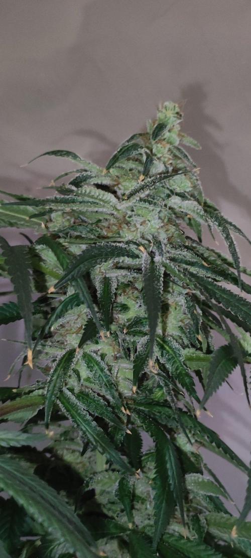 Blue Zushi. Week 12
