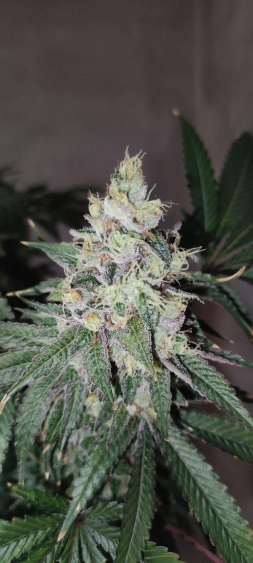 Blue Zushi. Week 12
