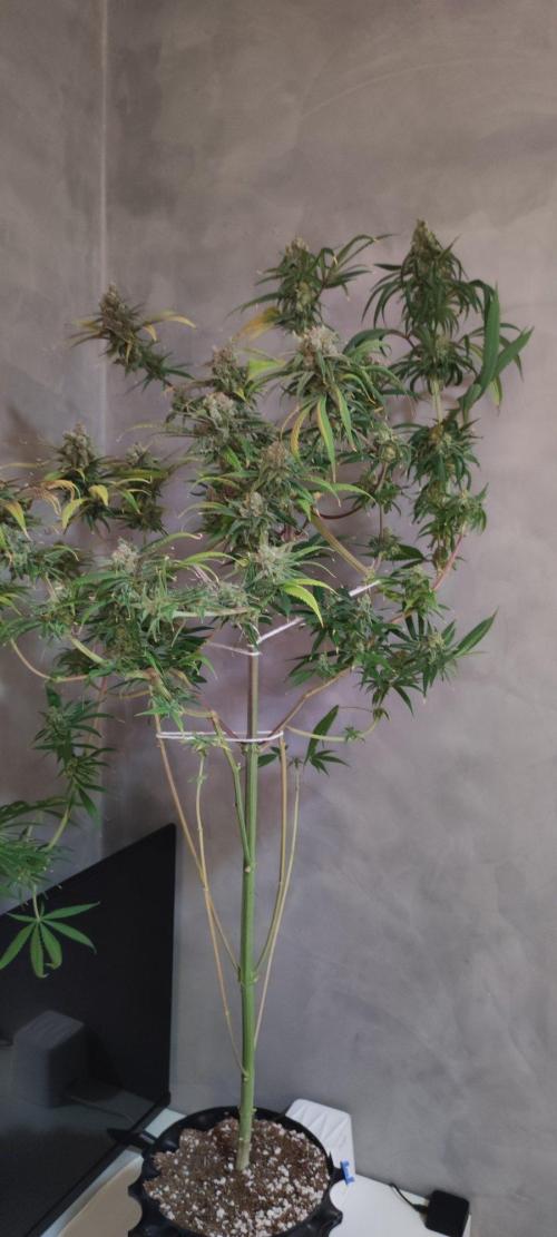 Skywalker Haze. Week 12