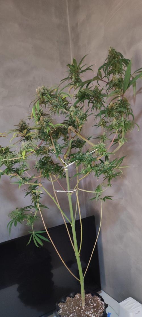 Skywalker Haze. Week 12