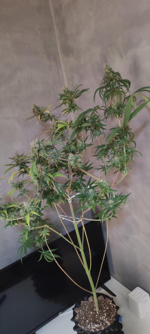 Skywalker Haze. Week 12