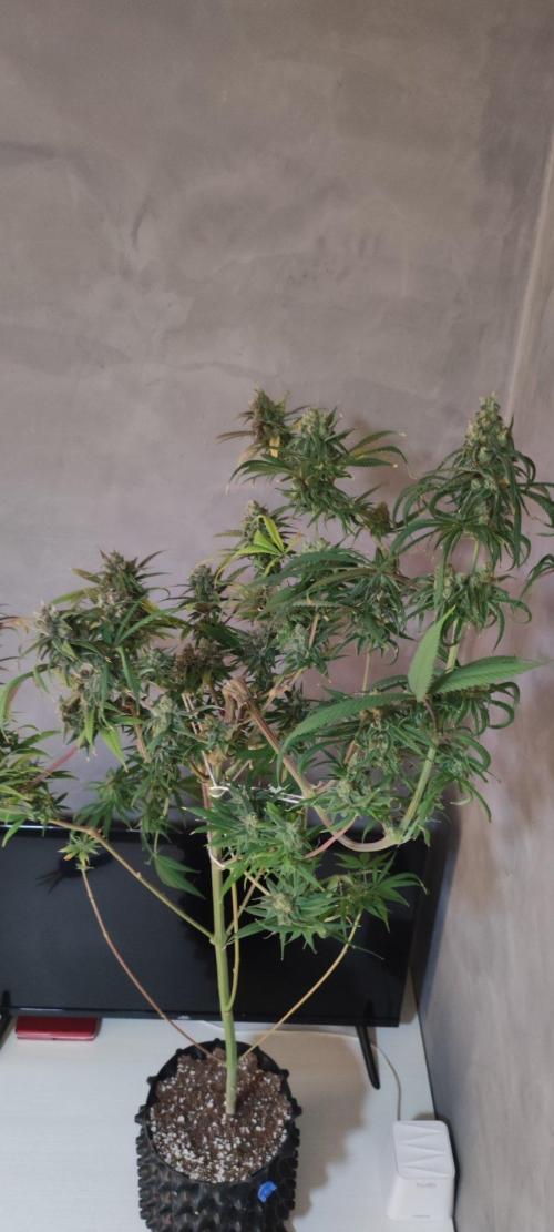 Skywalker Haze. Week 12