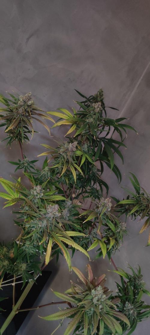 Skywalker Haze. Week 12