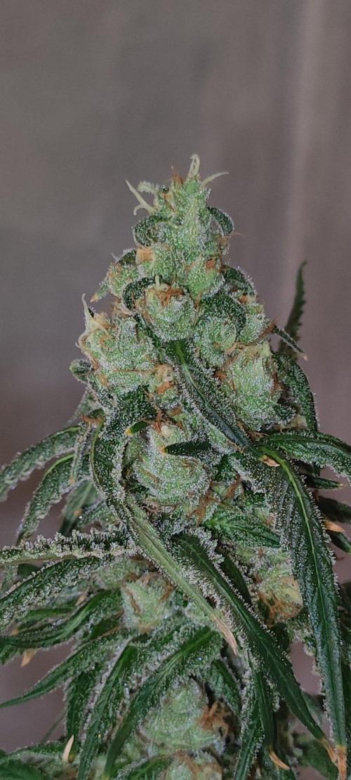 Skywalker Haze. Week 12