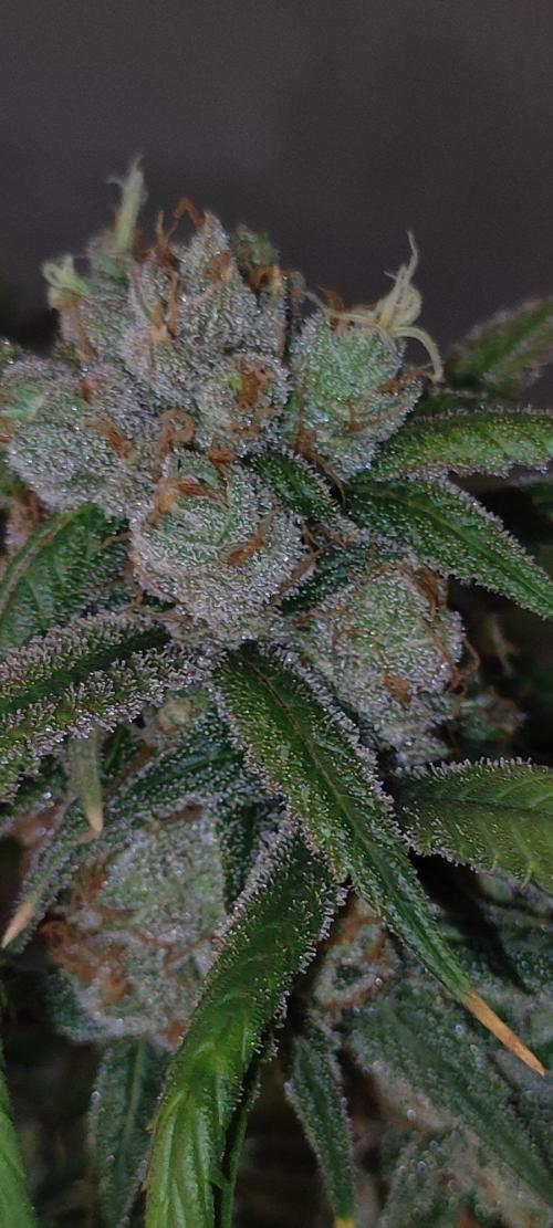 Skywalker Haze. Week 12