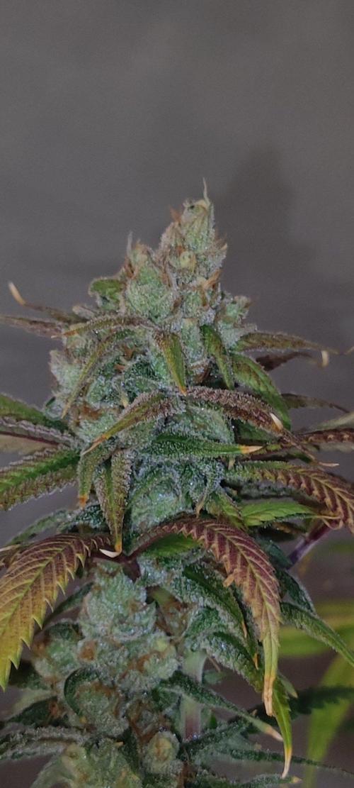 Skywalker Haze. Week 12