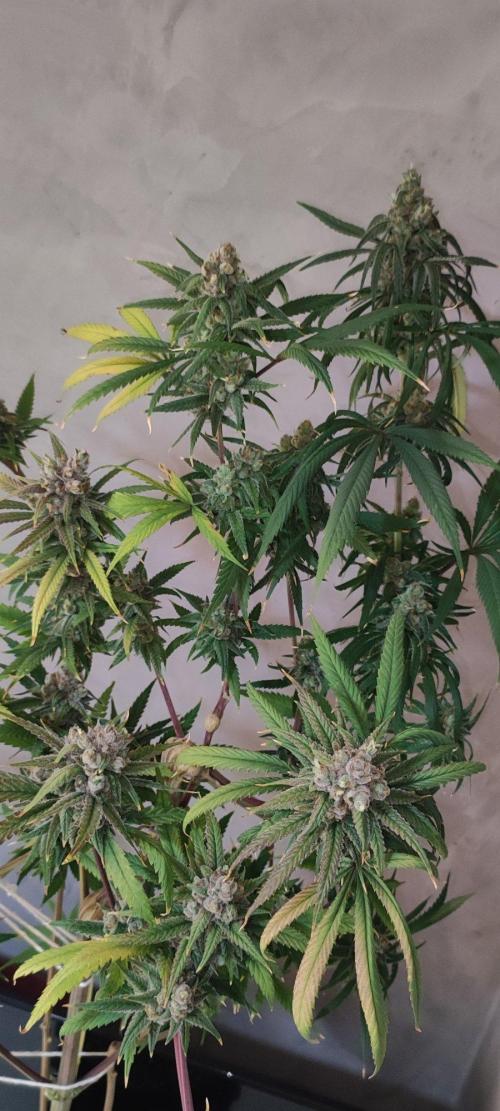 Skywalker Haze. Week 12