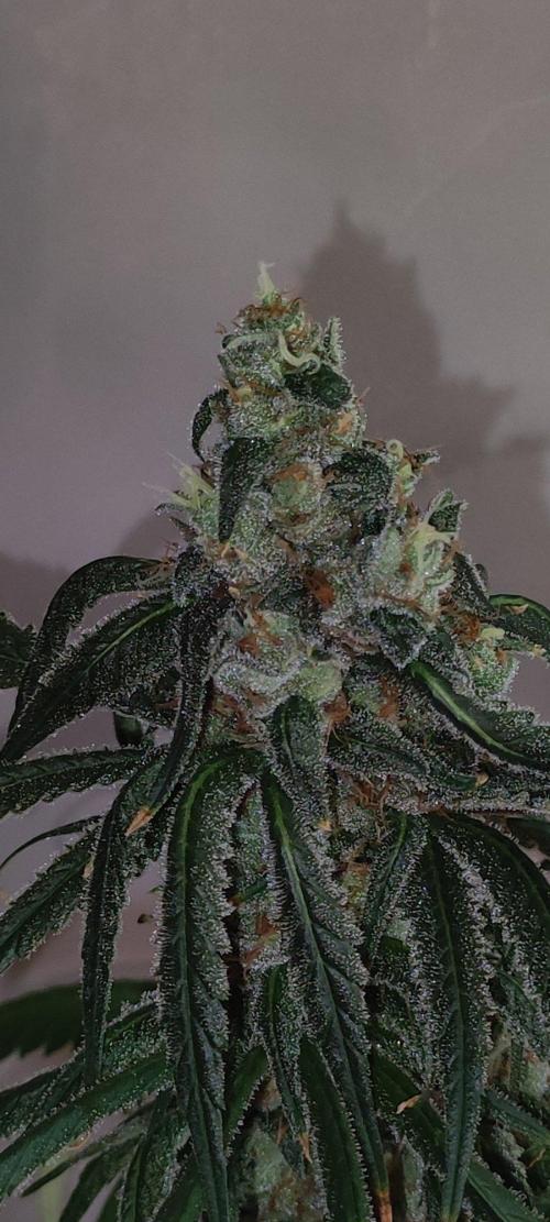 Skywalker Haze. Week 12