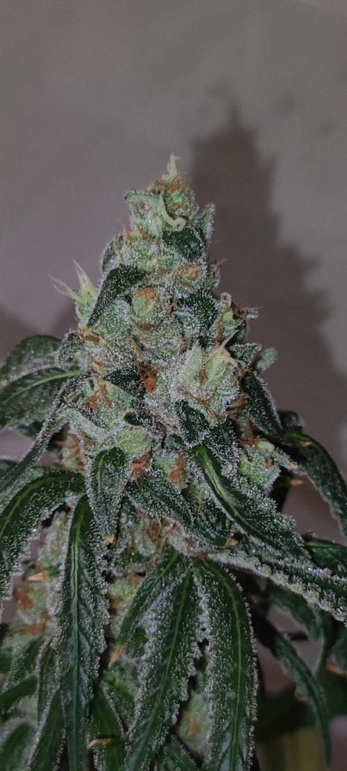 Skywalker Haze. Week 12