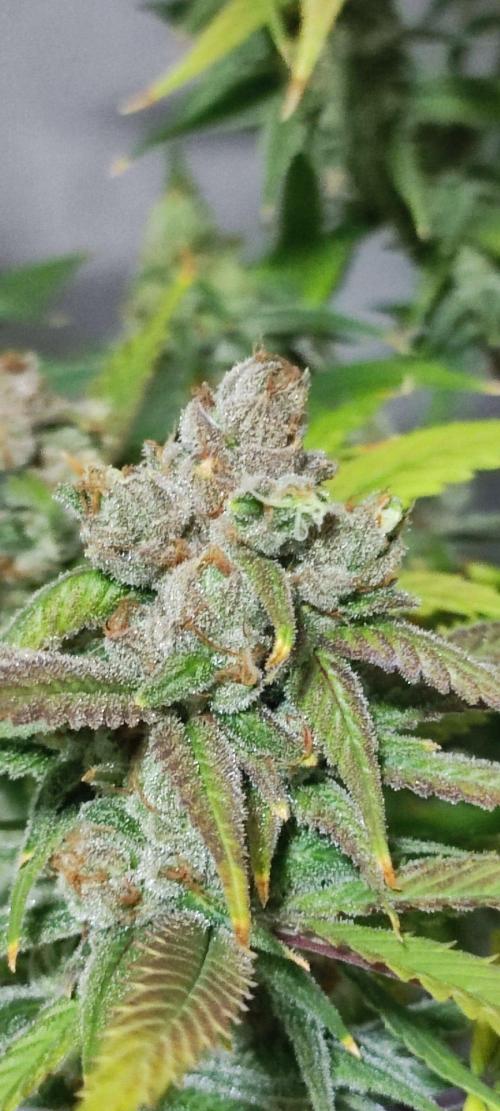Skywalker Haze. Week 12