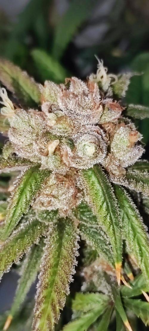 Skywalker Haze. Week 12