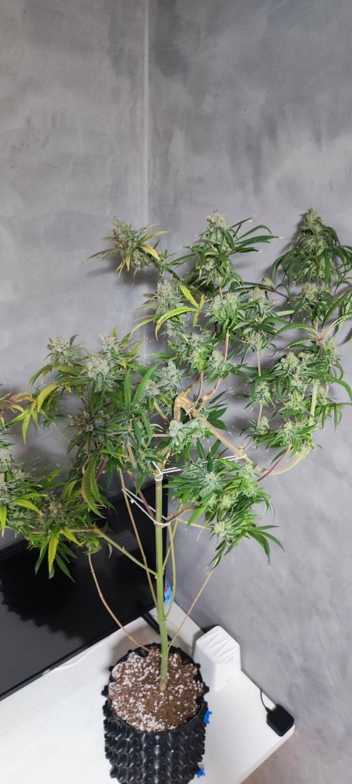 Skywalker Haze. Week 13