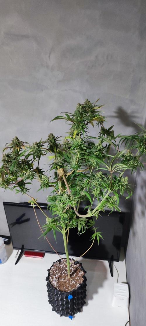 Skywalker Haze. Week 13