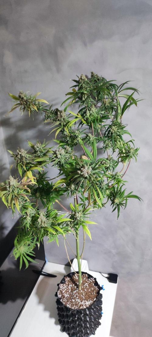 Skywalker Haze. Week 13