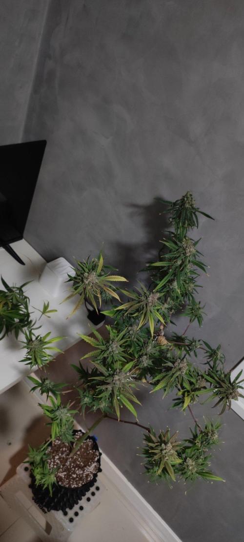 Skywalker Haze. Week 13
