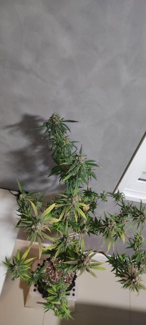 Skywalker Haze. Week 13
