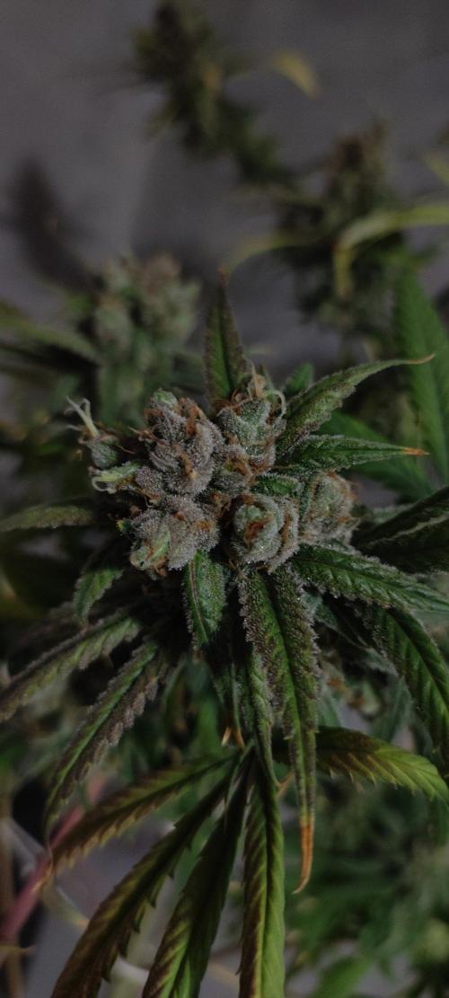 Skywalker Haze. Week 13