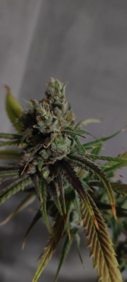 Skywalker Haze. Week 13