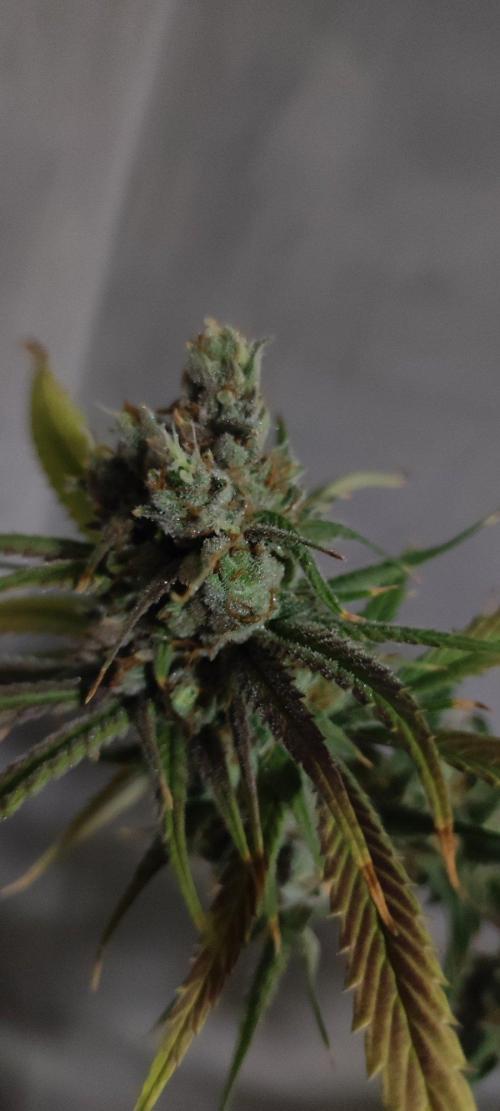 Skywalker Haze. Week 13