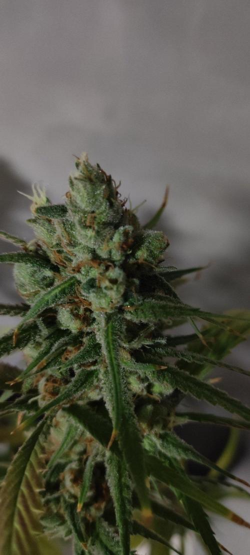 Skywalker Haze. Week 13