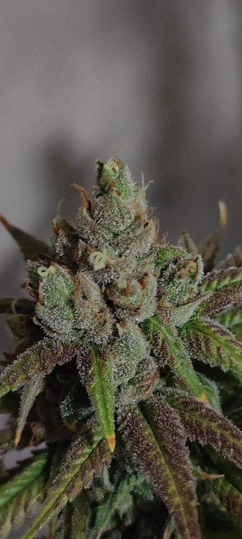 Skywalker Haze. Week 13