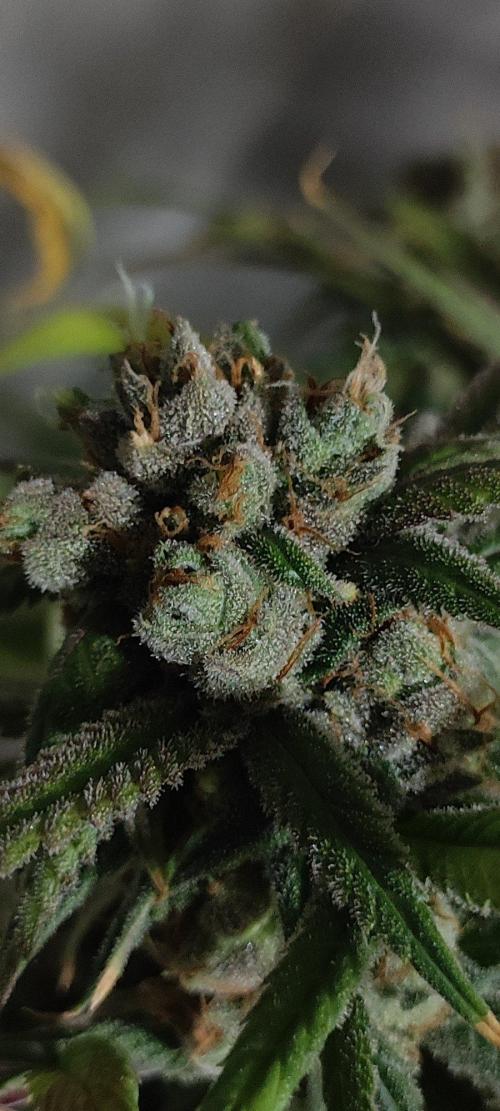 Skywalker Haze. Week 13