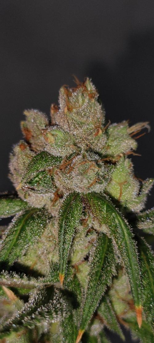 Skywalker Haze. Week 13
