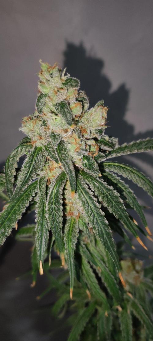 Skywalker Haze. Week 13