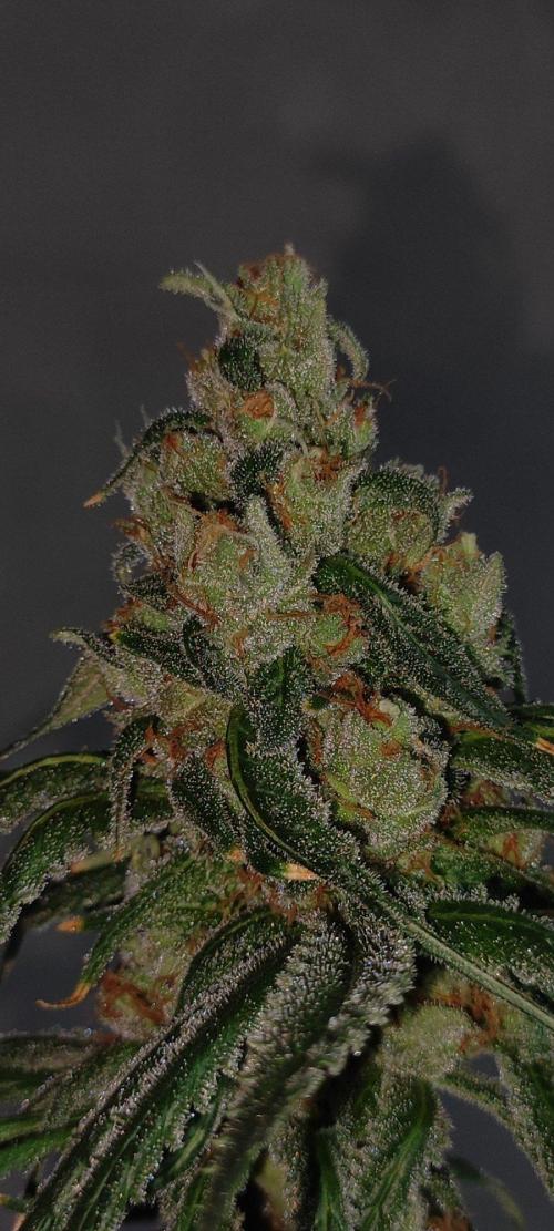 Skywalker Haze. Week 13