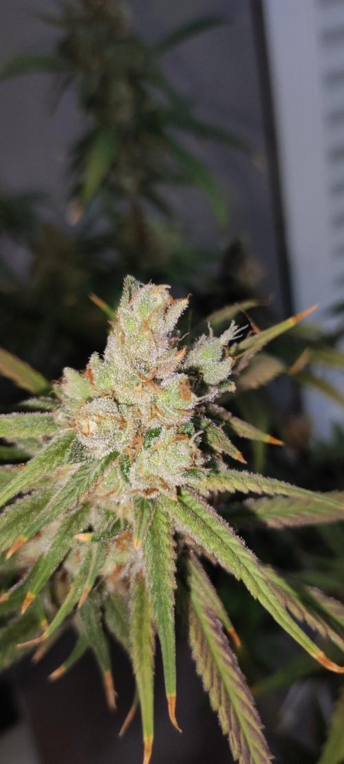 Skywalker Haze. Week 13
