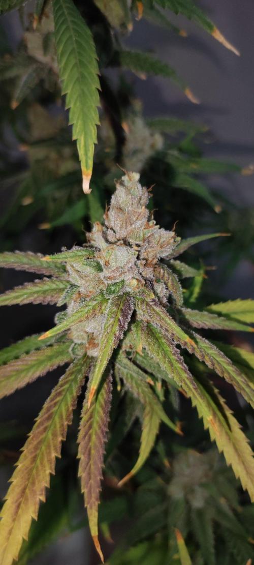 Skywalker Haze. Week 13