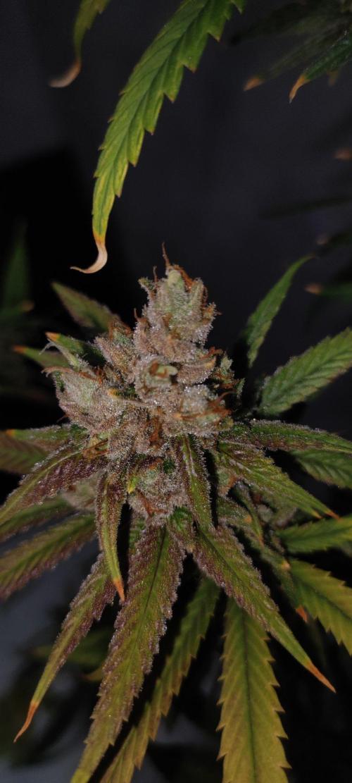 Skywalker Haze. Week 13